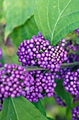 CALLICARPA JAPONICA HEAVY BERRY