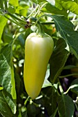 CAPSICUM ANNUUM MARIACHI HOT PEPPER