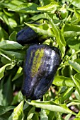 CAPSICUM ANNUUM MAVRAS BELL PEPPER