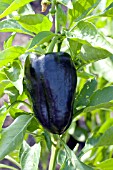 CAPSICUM ANNUUM MAVRAS BELL PEPPER