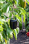 CAPSICUM ANNUUM MERLOT BELL PEPPER