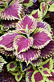 COLEUS KONG SCARLET