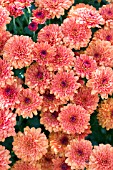 CHRYSANTHEMUM ASHLEY