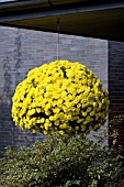 CHRYSANTHEMUM YELLOW HANGING BASKET