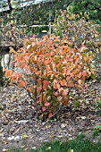 FOTHERGILLA MONTICOLA KLMSIXTEEN MAY BOUQUET