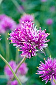 GOMPHRENA FIREWORKS