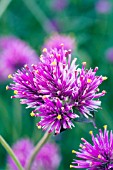 GOMPHRENA FIREWORKS