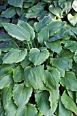 HOSTA KEY LIME PIE