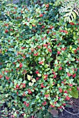 ILEX MESOG CHINA GIRL