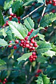 ILEX OPACA AMERICAN HOLLY