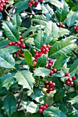 ILEX OPACA AMERICAN HOLLY