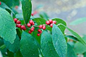 ILEX VERTICILLATA WINTER RED