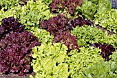 LACTUCA LETTUCE MIX IN GARDEN