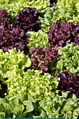 LACTUCA LETTUCE MIX IN GARDEN