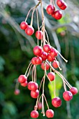 MALUS RED JADE CRABAPPLE