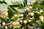 MALUS WINTER GOLD CRABAPPLE