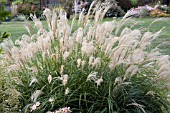 MISCANTHUS SINENSIS ADAGIO