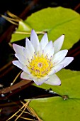 NYMPHAEA DAUBENYANA TROPICAL WATER LILY