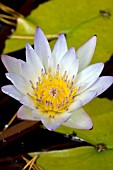 NYMPHAEA DAUBENYANA TROPICAL WATER LILY