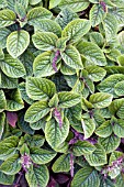 PLECTRANTHUS PURPURATUS