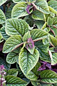 PLECTRANTHUS PURPURATUS