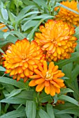 ZINNIA DOUBLE ZAHARA FIRE