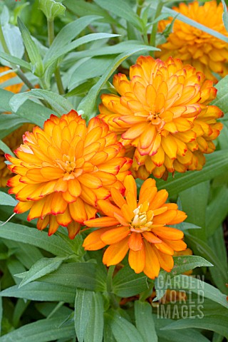 ZINNIA_DOUBLE_ZAHARA_FIRE