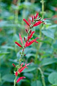 SALVIA ELEGANS