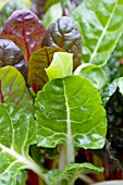 BETA VULGARIS BRIGHT LIGHTS SWISS CHARD