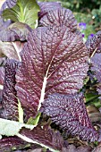 BRASSICA JUNCEA MUSTARD RED GIANT