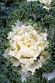 BRASSICA OLERACEA NAGOYA WHITE ORNAMENTAL KALE