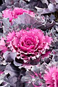 BRASSICA OLERACEA OSAKA RED ORNAMENTAL CABBAGE