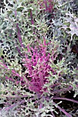 BRASSICA OLERACEA RED PEACOCK ORNAMENTAL KALE