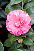 CAMELLIA JAPONICA MARIE BRACEY