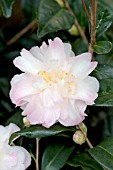 CAMELLIA VERNALIS STAR ABOVE STAR