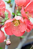 CHAENOMELES JAPONICA TEXAS SCARLET