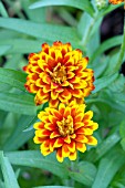 ZINNIA ELEGANS AZTEC SUNSET