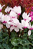 CYCLAMEN PERSICUM