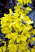 FORSYTHIA INTERMEDIA KOLGOLD MAGICAL GOLD