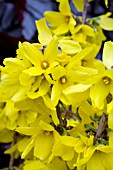 FORSYTHIA INTERMEDIA KOLGOLD MAGICAL GOLD