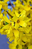 FORSYTHIA INTERMEDIA KOLGOLD MAGICAL GOLD