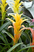 GUZMANIA MARJAN