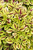 COLEUS PINEAPPLE SPLASH