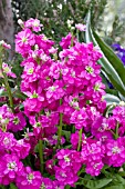 MATTHIOLA INCANA PINK