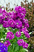 MATTHIOLA INCANA PURPLE