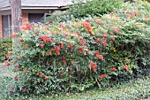 NANDINA DOMESTICA