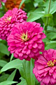 ZINNIA ELEGANS MAGELLAN PINK