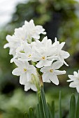 NARCISSUS PAPERWHITES