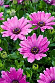 OSTEOSPERMUM SERENITY DARK PURPLE