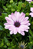 OSTEOSPERMUM SERENITY PINK IMPROVED